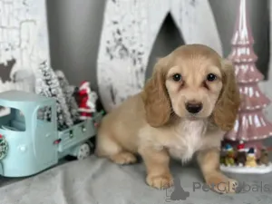 Фото №3. Таксы, приученные к туалету.  США