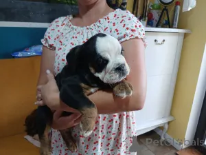 Дополнительные фото: Английский бульдог