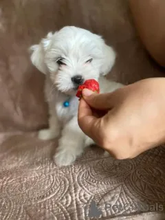 Фото №1. мальтийская болонка - купить в Баре за 35251₽. Объявление №158901