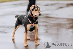 Дополнительные фото: Очаровательная Молли ищет дом