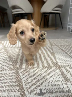 Фото №2 к объявлению №139150 о продаже таксу - купить в Германии заводчик