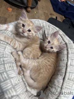 Фото №2 к объявлению №148698 о продаже мейн-кун - купить в США 