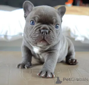 Фото №1. французский бульдог - купить в West Vancouver за 32468₽. Объявление №138021