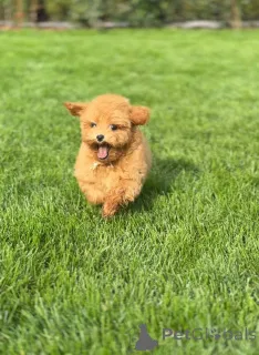 Фото №3. Очаровательный 11weekold Toy Poodle готов к любящему дому (Брайтон,.  Великобритания