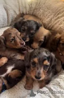 Фото №1. такса - купить в Лиссабон за 64937₽. Объявление №165954