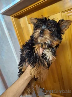 Дополнительные фото: Чистокровные щенки Йокрширского Терьера. 