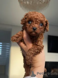 Фото №1. беспородная - купить в Берлине за договорная. Объявление №159230