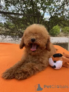 Дополнительные фото: Toy poodle's girl