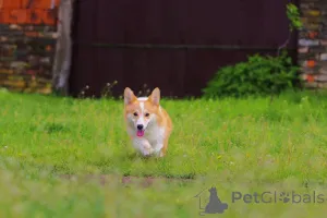 Дополнительные фото: Уэльский корги Пембрук на продажу женщин