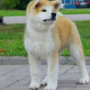 Дополнительные фото: Щенки японской Акита Ину хатико