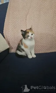 Фото №2 к объявлению №139609 о продаже сомали - купить в Швейцарии заводчик