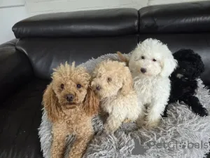 Дополнительные фото: Потрясающие кавапу ищут свой вечный дом