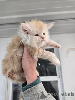 Фото №3. Очаровательный котенок мейнкун. Германия