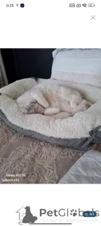 Фото №2 к объявлению №151982 о продаже британская короткошёрстная - купить в Франции 