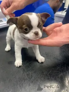 Фото №3. Продаются милые очаровательные щенки чихуахуа, обращайтесь в WhatsApp Business.  Германия