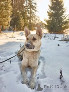 Дополнительные фото: Веста ищет дом!
