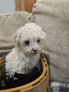 Фото №3. Мальтийские x bichon щенки доступны.  Австрия