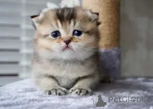 Фото №4. Продам манчкина в Мюнхене заводчик - цена договорная