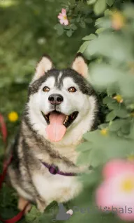 Фото №1. сибирский хаски - купить в Москве реке за Бесплатно. Объявление №154204