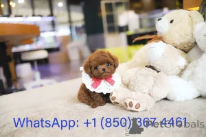 Фото №2 к объявлению №153554 о продаже пуделя (той) - купить в США заводчик