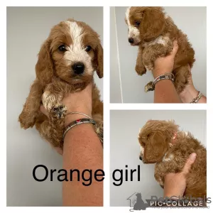 Фото №1. пудель (карликовый) - купить в Берлине за Бесплатно. Объявление №8011