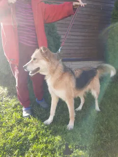 Фото №4. Продажа беспородную в Санкт-Петербурге частное объявление - цена Бесплатно