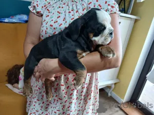 Дополнительные фото: Английский бульдог