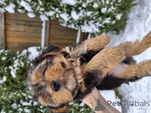 Фото №3. Обаятельные щенки Йоркширского Терьера.  Литва