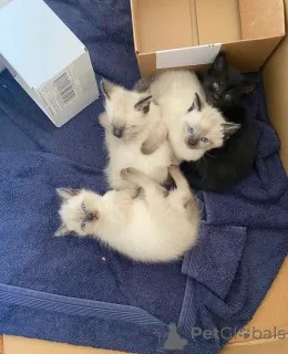 Фото №1. священная бирма - купить в Рюдерсдорф за 32468₽. Объявление №147331