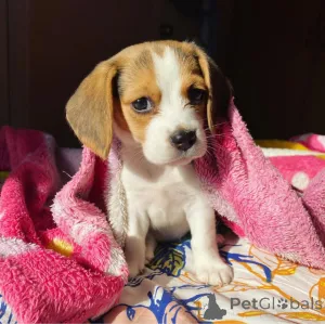 Фото №2 к объявлению №164608 о продаже  - купить в Канаде 