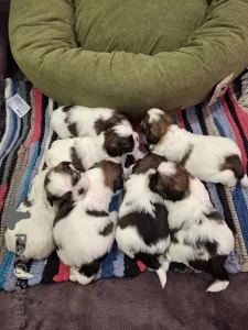 Дополнительные фото: Идеальные чистокровные щенки Ши-Тцу.