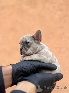 Дополнительные фото: Экзотические щенки французского бульдога Балканского качества ВЫСШЕГО качества.