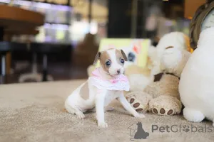 Фото №4. Продажа чихуахуа в Аризона заводчик - цена договорная