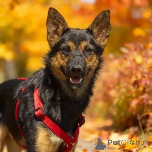 Фото №1. беспородная - купить в Москве реке за Бесплатно. Объявление №156933