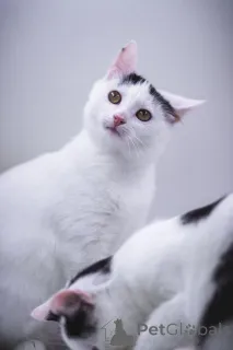 Фото №2 к объявлению №155316 о продаже  - купить в России частное объявление