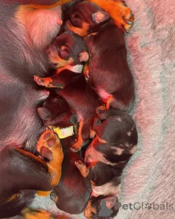 Фото №4. Продажа таксу в Крайстчерч заводчик - цена 134802₽