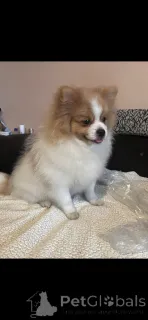 Фото №1. немецкий шпиц, померанский шпиц - купить в Париже за 134512₽. Объявление №164537