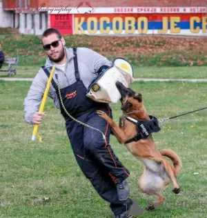 Дополнительные фото: Бельгийская овчарка щенки