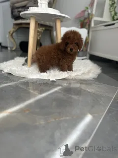 Дополнительные фото: Игрушка щенка и мини -щенка