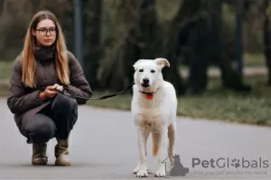 Дополнительные фото: Луночка ищет дом