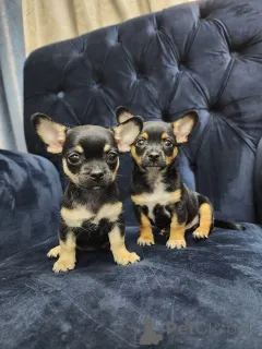 Фото №1. чихуахуа - купить в Дюссельдорфе за Бесплатно. Объявление №161279