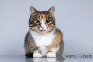 Дополнительные фото: Молодая кошачья семья ищет дом.