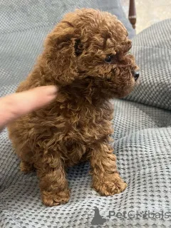 Фото №4. Продажа пуделя (той) в Киеве частное объявление, из питомника, заводчик - цена 166981₽