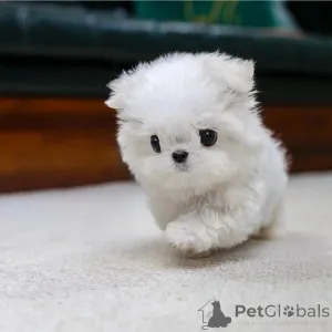 Фото №3. Szczeniętamaltańczyków miniaturowych do adopcji..  Польша