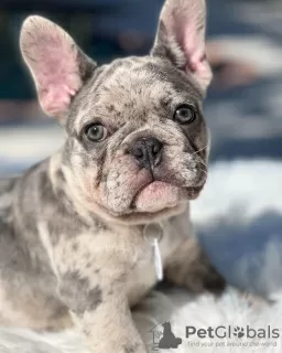 Фото №3. Süße französische Bulldoggenwelpen.  Германия