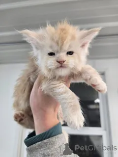 Дополнительные фото: Очаровательный котенок мейнкун