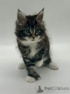 Дополнительные фото: Мейн кун девочка