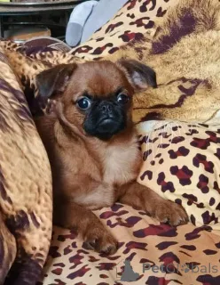 Фото №2 к объявлению №165024 о продаже пти-брабансона - купить в России частное объявление