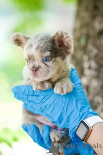 Дополнительные фото: Очаровательные щенки французского бульдога доступны для продажи