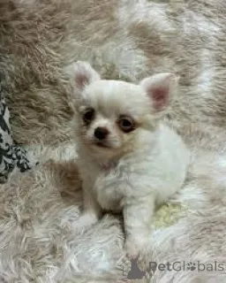 Фото №3. Preciosos cachoros чихуахуа в венте.  Испания